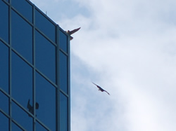 Peregrines and reflection in window