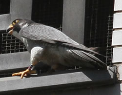 Brooklyn peregrine on ledge