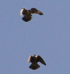 Peregrines approach to transfer prey