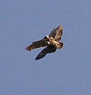 Peregrines approach to transfer prey