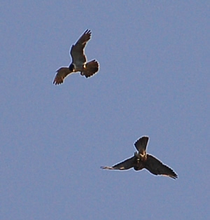 Peregrines approach to transfer prey