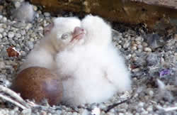 Day old peregrine chicks