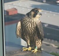 Peregrine on ledge outside window