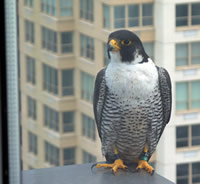 Peregrine on ledge outside window