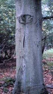 Claw marks on tree