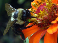 1st – Bee in the Garden / Durand-Hedden House & Garden, Maplewood / Jared Kofsky