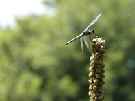 1st – Dragonfly at Turkey Swamp Alder Trail / Turkey Swamp Park, Freehold Township / Tyler Hechtle