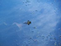 2nd – Bullfrog Enjoying Lily Pad Pond / Tenafly Nature Center, Tenafly / Galina Bello