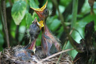 Honorable Mention: Baby Robins' Nest / Woodbourne Park, Wantage / Gale Miko