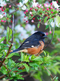 Honorable Mention: Eastern Towhee / Negri Nepote Native Grassland Preserve, Franklin Township / William Lynch