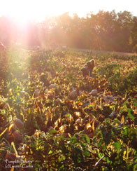 Honorable Mention: Pumpkin Pickers / Franklin Park, Franklin Township / Lauren Curtis