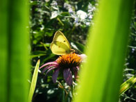 Honorable Mention: Summer Morning / Heritage Park, Allentown / Lizzie Mayer
