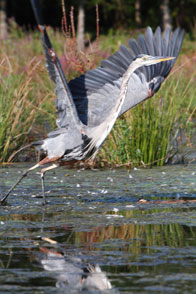 Honorable Mention: Taking Flight / Long Pond Ironworks State Park, West Milford / Alan Babbitt
