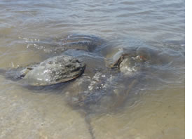 photo-horseshoe crabs