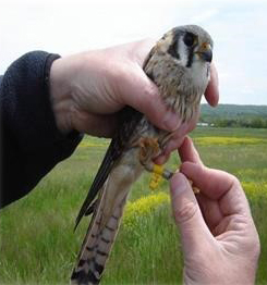 birdbanding