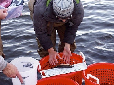 Wreck Pond fish sampling