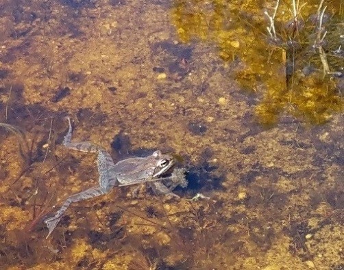 Vernal Pond Frog Cropped