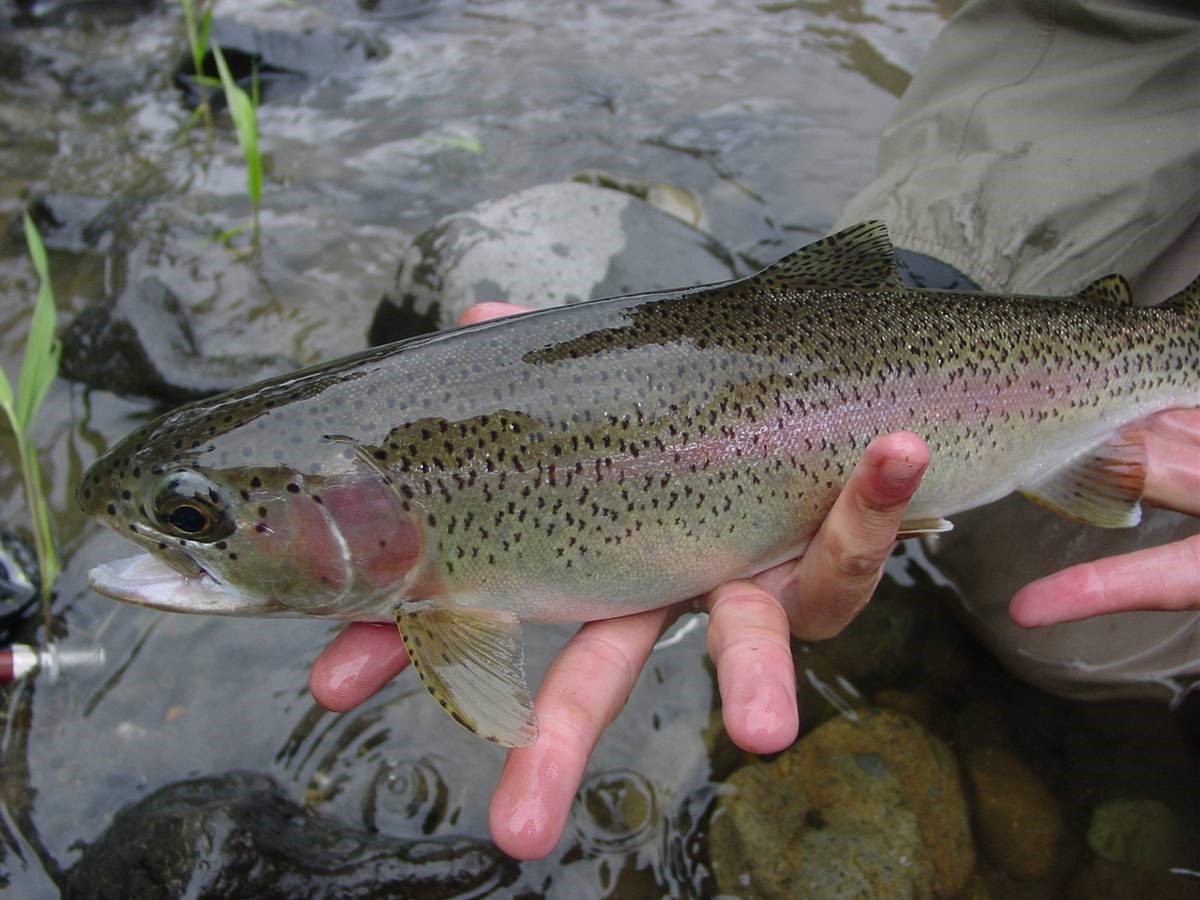 NJDEP News Release 17/28 New Jersey’s Trout Season Gets Under Way