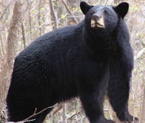 Black Bear