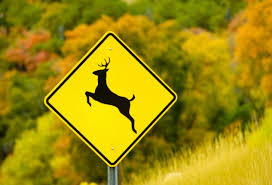 Deer Crossing