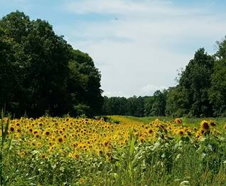 Whittingham WMA sunflowers