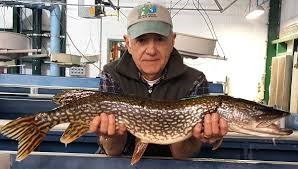 Northern pike