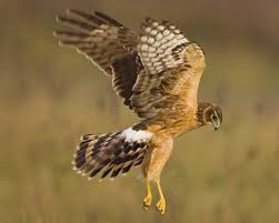 liberty state park project Northern Harrier