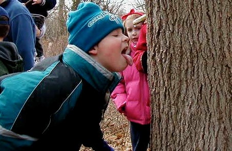 Maple sugaring is a hands-on activity