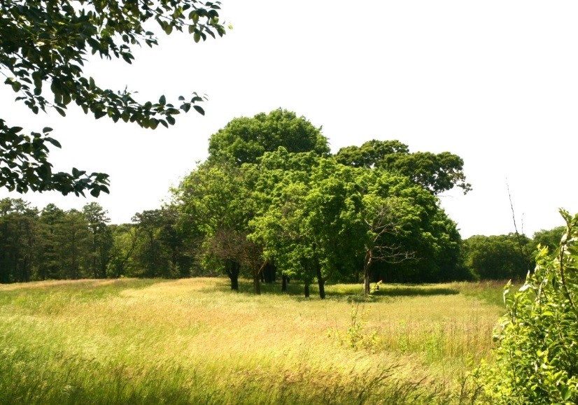 90,000 free tree seedlings available 