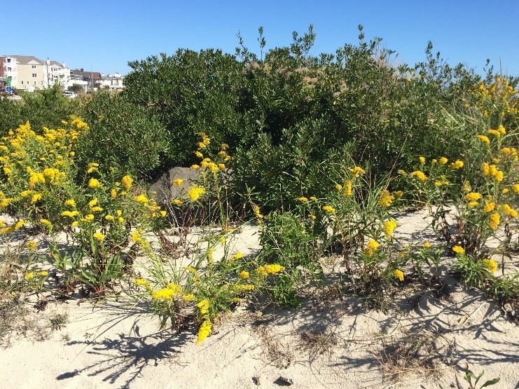 bayberry or beach plum