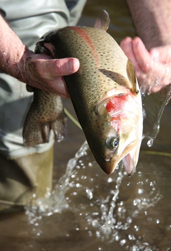 Rainbow trout