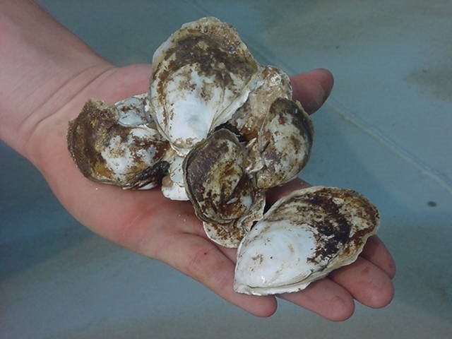 oysters