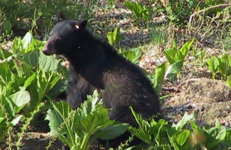 Bear in skunk cabbage