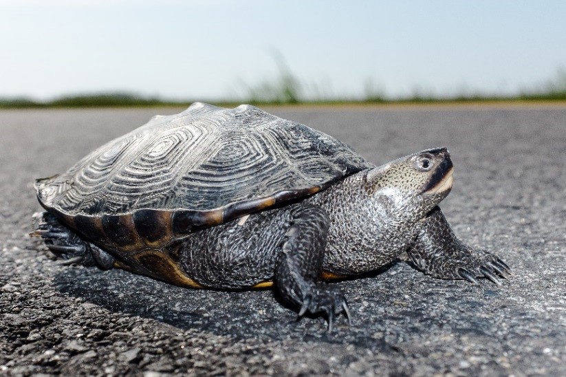 Diamondback terrapin