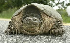 Snapping turtle