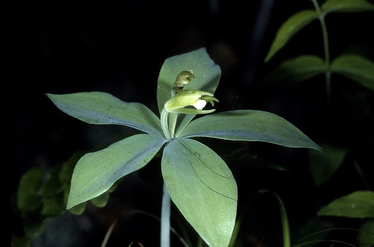 small whorled pogonia