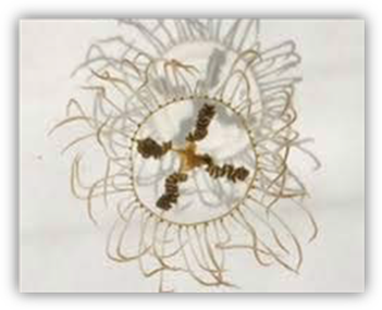 clinging jellyfish image