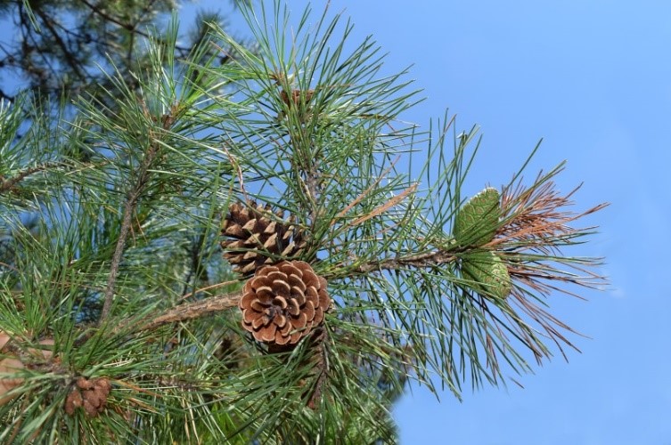 Shortleaf pines