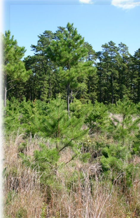 Shortleaf pines