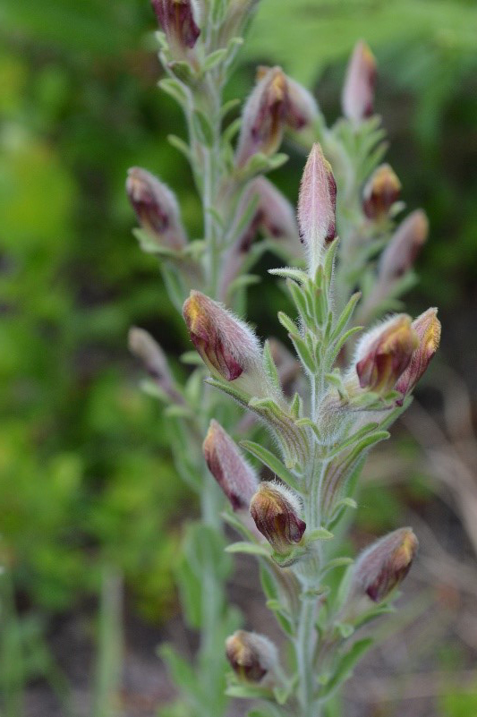 American chaffseed plant at Burlington County restoration site