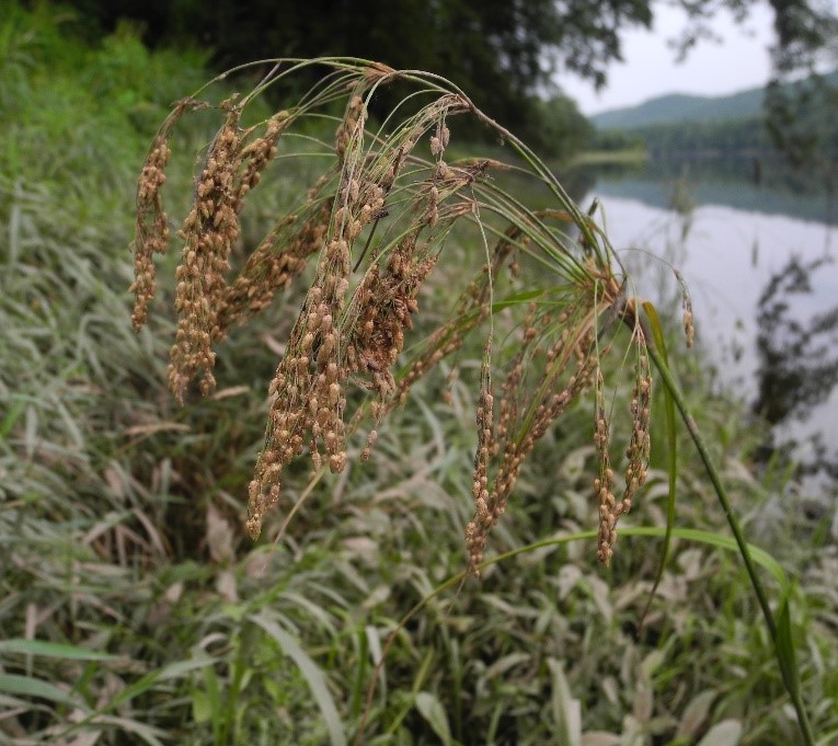 Stalked Woolgrass (Scirpus pedicellatus) discovered in New Jersey