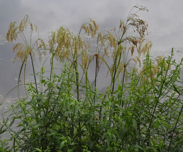 Office of Natural Lands Management discovered stalked woolgrass