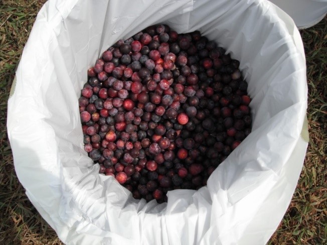 Beach plum fruit