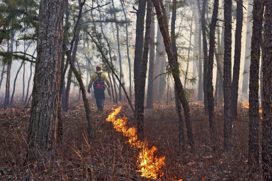 Prescribed Burns