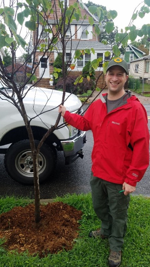DEP Forester Brian McDonald inspects trees planted in Bergenfield, Bergen County with help from a stewardship grant