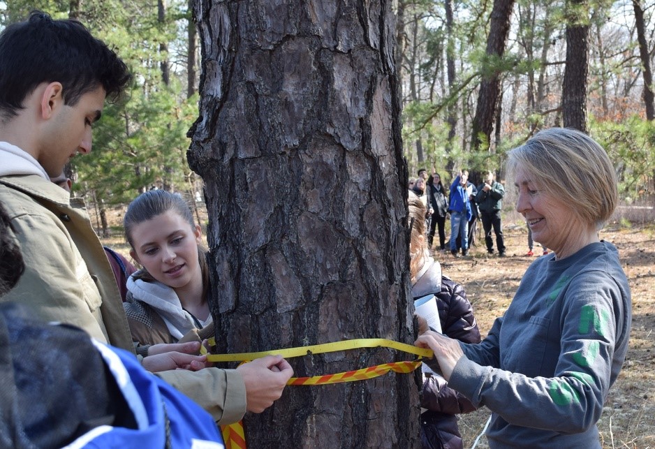 The Forestry Festival