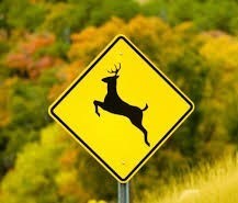 Deer Crossing Sign