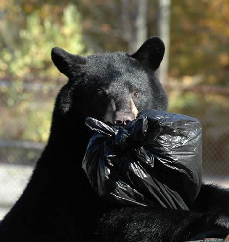 Do Not Feed Black Bears