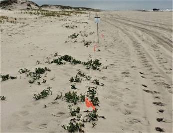 photo: Plant protection zone at Island Beach State Park