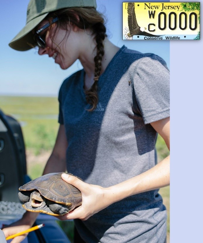 Revenues generated by the Conserve Wildlife License Plate renewal fund
